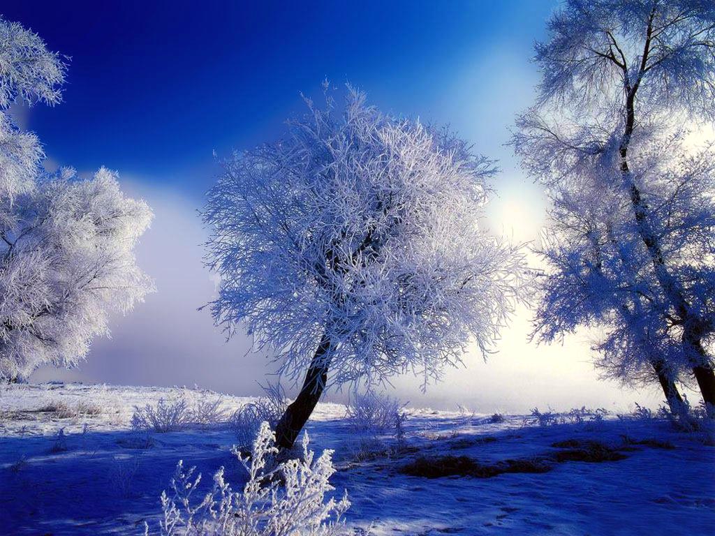 Sweden Winter Nature Scene82 - Winter appreciation